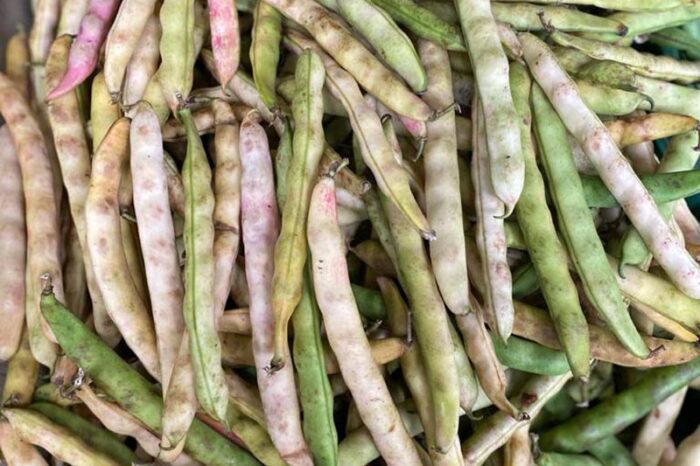 Hallan propiedades alimenticias en la cáscara de fríjol