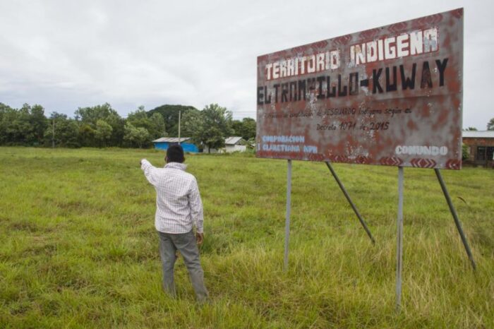 La palma que invadió el territorio ancestral sikuani