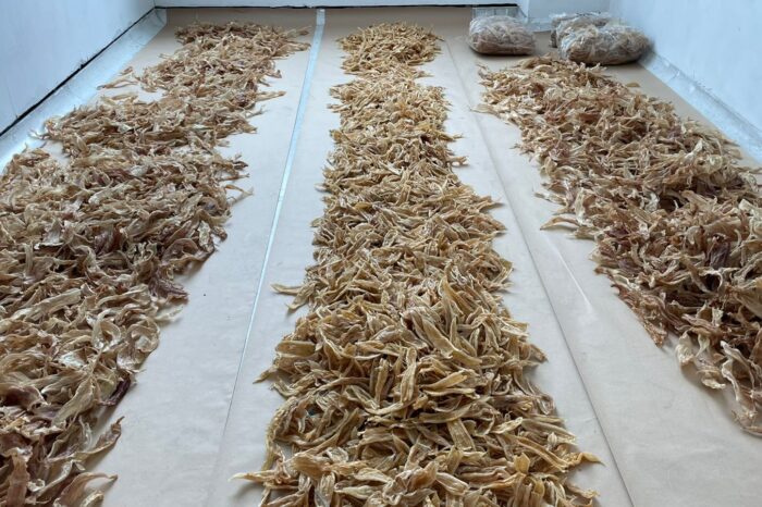 Cae cargamento de aleta de tiburón en El Dorado