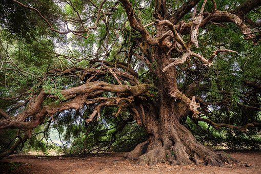 Evalúan estado mundial de los árboles - RED PRENSA VERDE