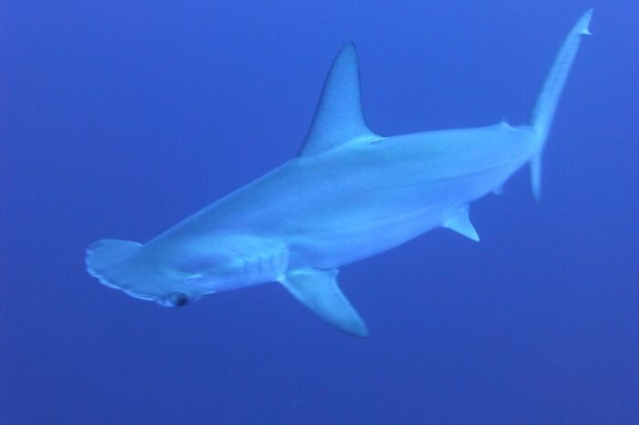 Las vértebras del tiburón martillo revelan sus viajes