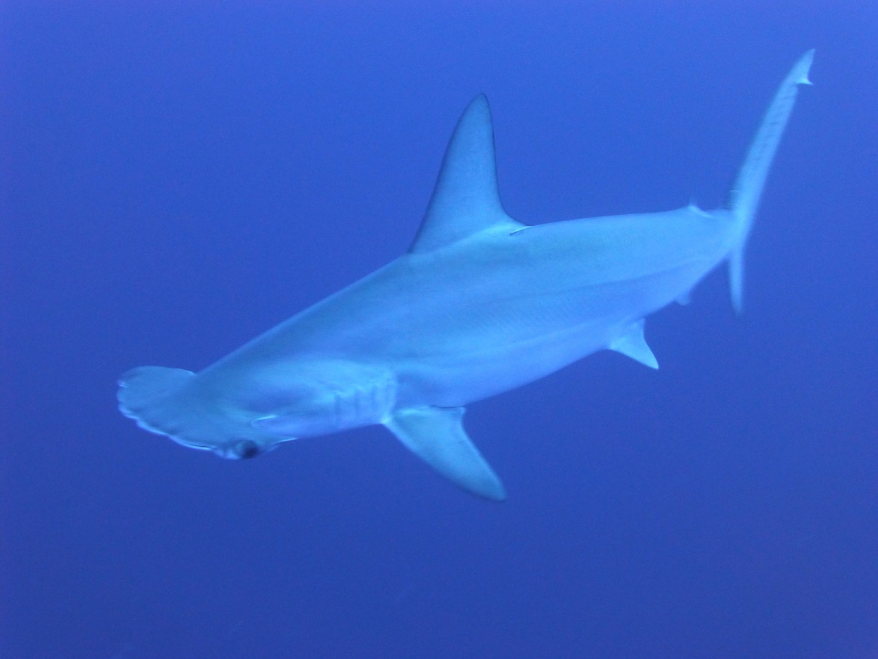 Tiburón martillo. Foto: Took / Pixabay