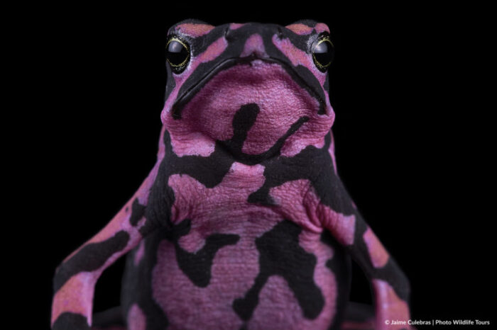 Carrera contra el tiempo para salvar a las ranas arlequines