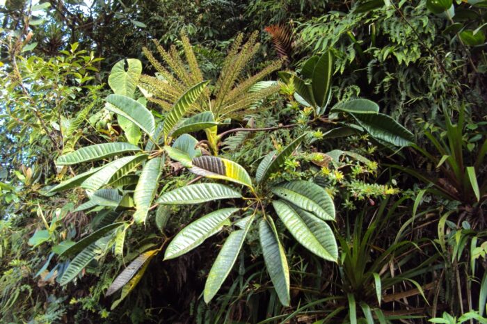 En riesgo de extinción 556 árboles y arbustos endémicos