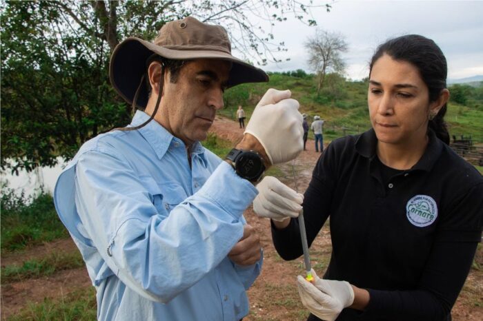 Inmunocastración, una esperanza para el control de hipopótamos