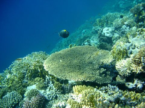 Arrecife coralino