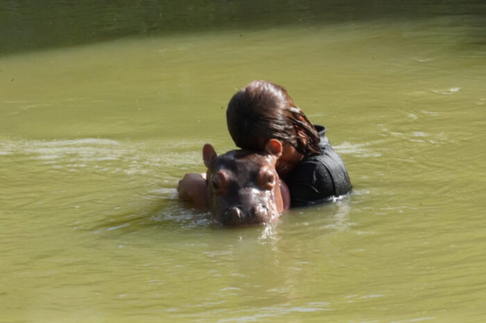 El problema sigue creciendo: hipopótamos a la venta en Colombia