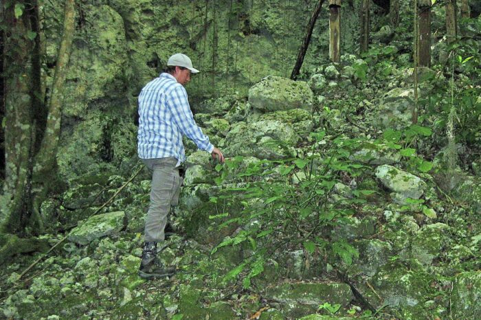 Ubican antiguos bosques de cacao en territorio maya