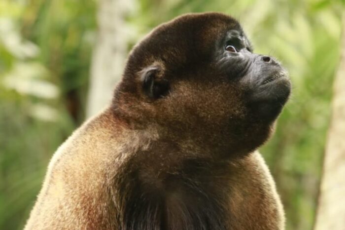 La lucha por rescatar primates del tráfico ilegal