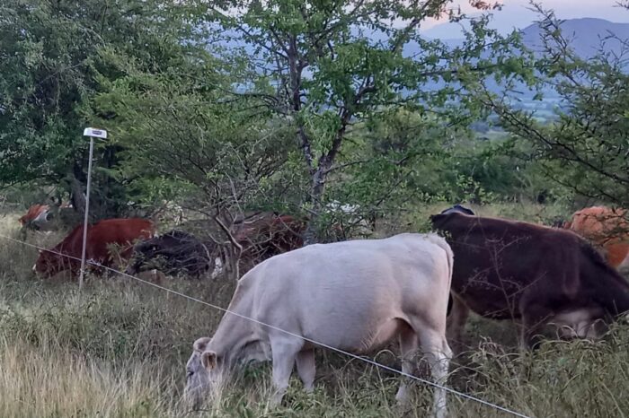 Ganadería sin deforestar: el ejemplo que echa raíces en el occidente de México