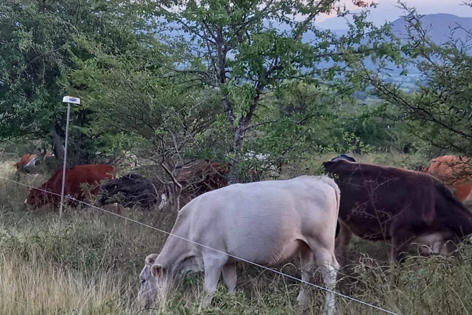 Para impedir que el ganado transite libremente y tenga un pastoreo excesivo, se colocan cercos electrificados. Foto: Cortesía