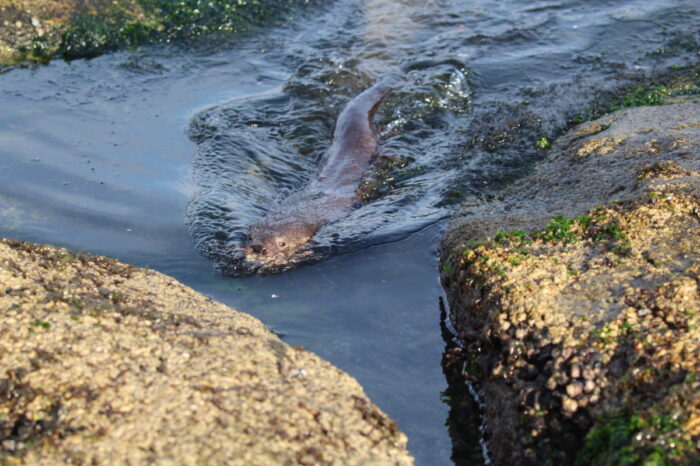 Día mundial de la nutria: la lucha incansable para salvar a los chungungos
