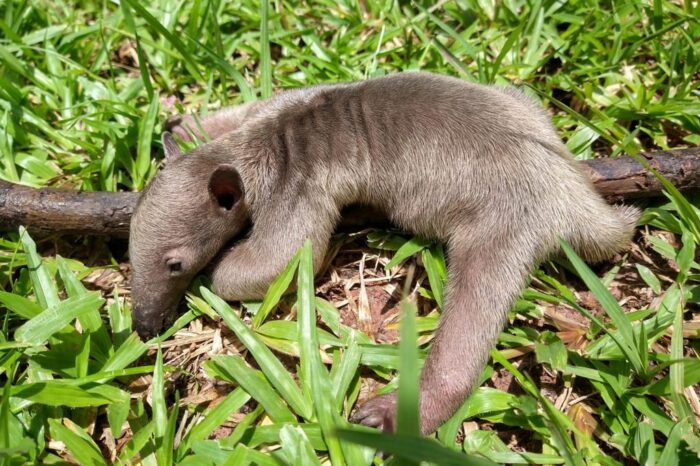 Neonato de oso melero
