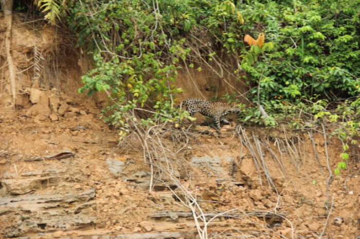 Corredor biocultural Putumayo-Içá: el proyecto de conservación para uno de los lugares más diversos de la Amazonía