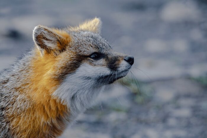 Así es el zorro plateado