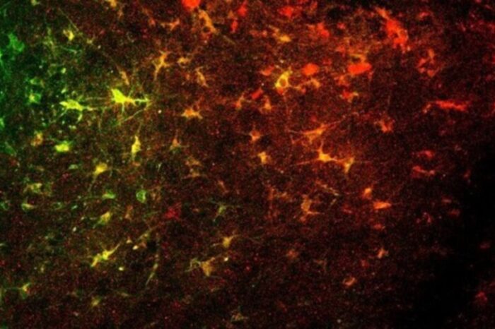 Identifican redes neurona-astrocito que ayudan a entender la depresión y las adicciones