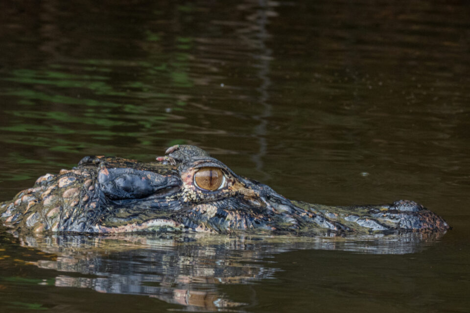 Caimán negro (Melanosuchus niger). Foto: Jack Hernández