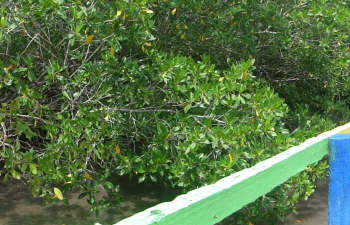 Puente del Amor, en Isla Múcura
