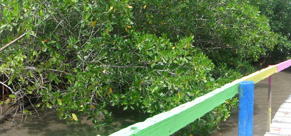 Puente del amor, Isla Múcuca OlgaCGuerrero