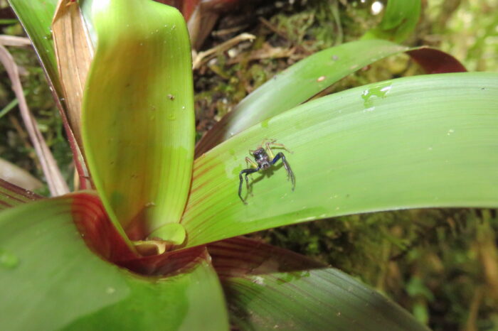 Insectos tropicales y su sensibilidad a los desajustes climáticos