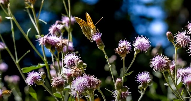 Censo Mariposas Friend of the Earth