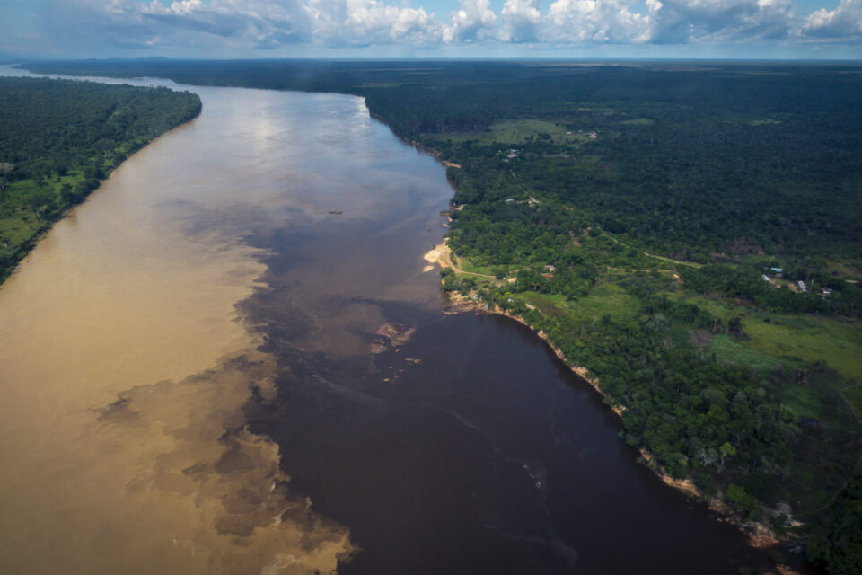 Estrela fluvial del Inírida / SimóndeMan / WWF