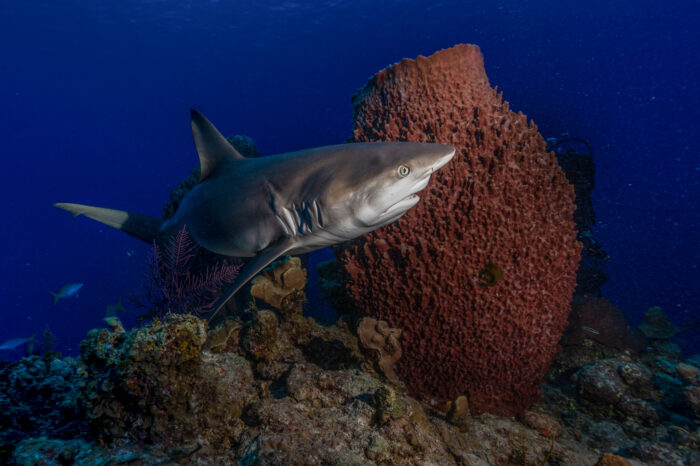 Tiburones frente a la Bristol (24 de febrero 2018) – Kayak Autovaciable