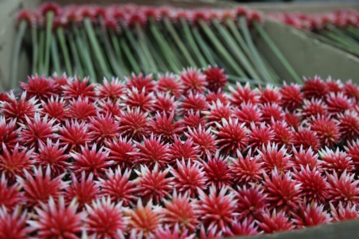 Una flor brinda alternativas de vida a familias de Guainía