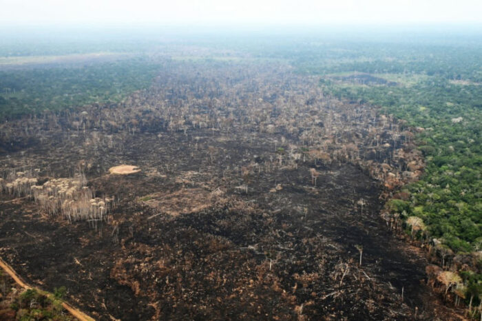 Más de 140 mil alertas por deforestación en la vía ilegal Calamar-Miraflores