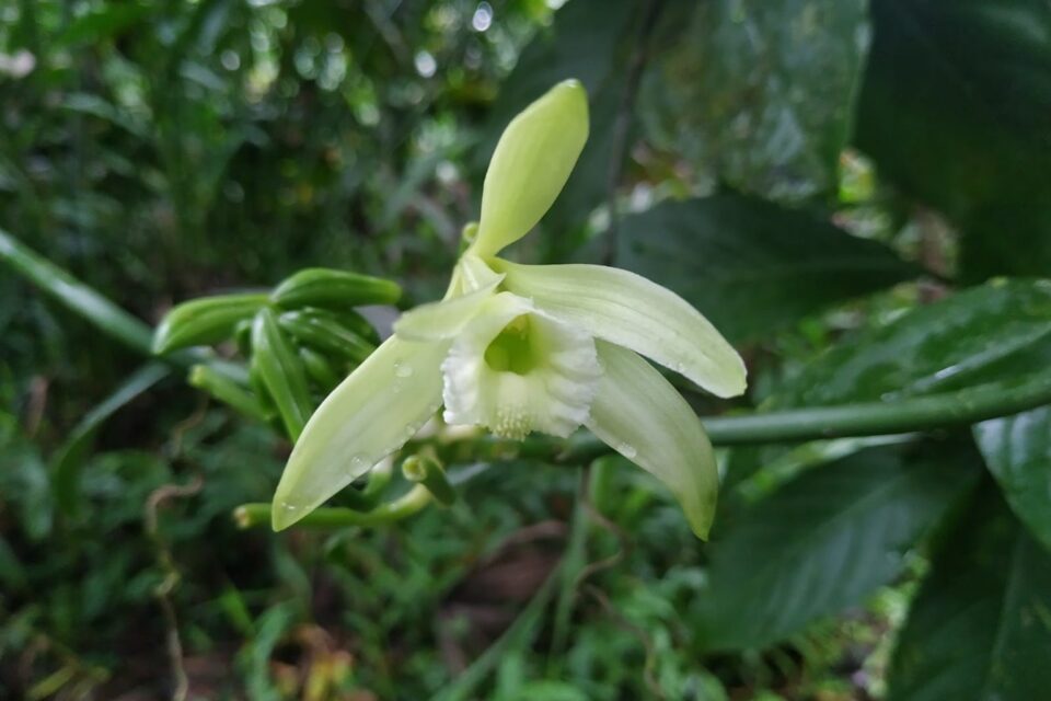 Bahía-Solano-Diego-Granados-