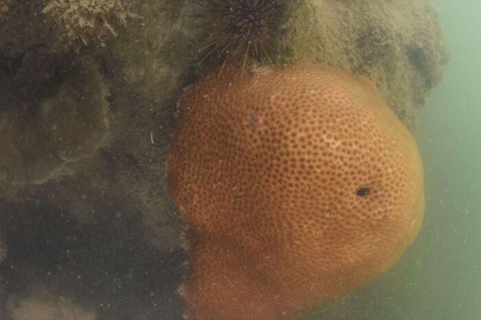 Hallan pequeña colonia coralina en Tubará, Atlántico