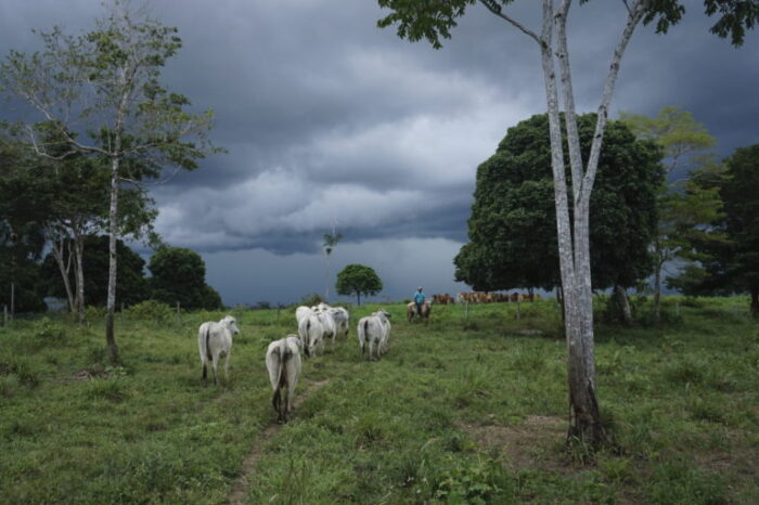 Avanza proyecto de ley contra la deforestación al regular el origen de la carne
