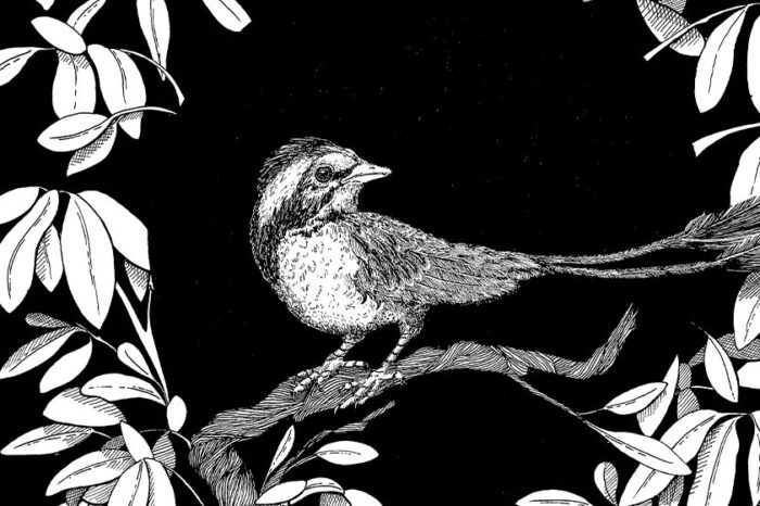 Descubren en Argentina un ave que convivió con los últimos dinosaurios