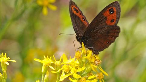 Científicos modifican los puntos y las rayas de alas de mariposa