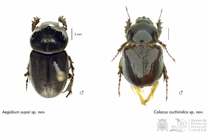 Descubren dos especies nuevas de escarabajos para Perú