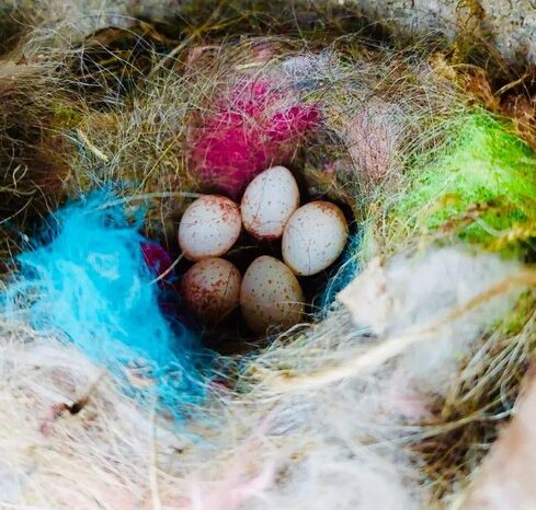 Revelan estudio sobre pájaros que construyen nidos con basura humana