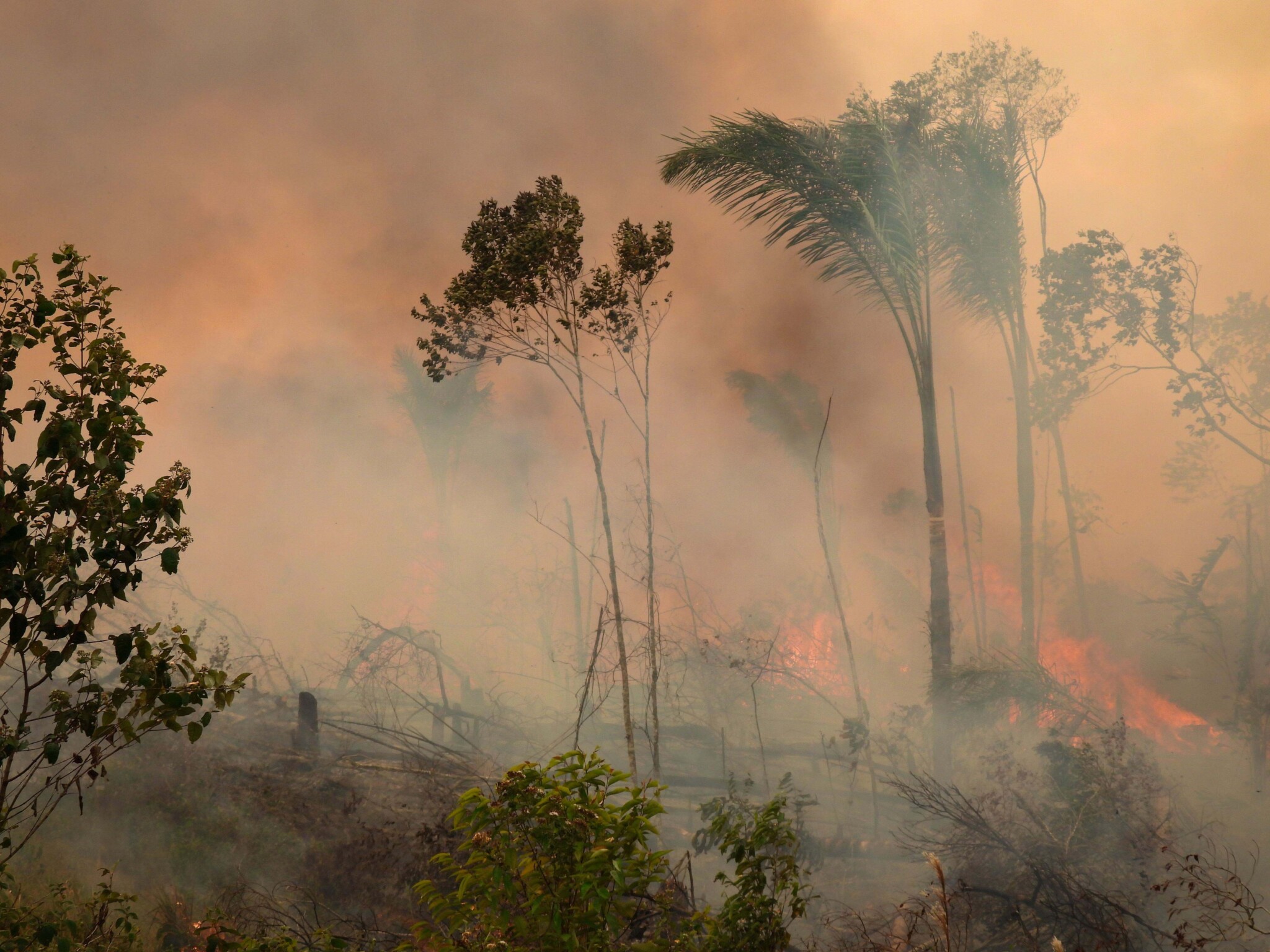 Incendio en bosque de Cartagena del Chairá, Caquetá, donde se monitoreaba un nido de águila harpía. ©Proyecto Soy Harpía Amazonia