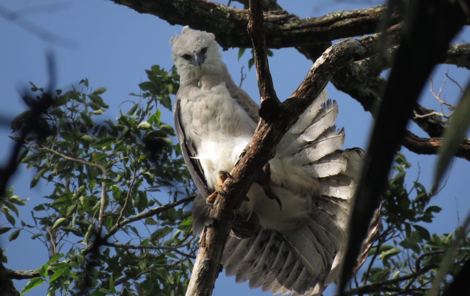 Macarena, polluelo de águila harpía. Foto: Adriano Ortíz