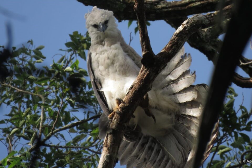 Macarena, polluelo de águila harpía. Adriano Ortíz