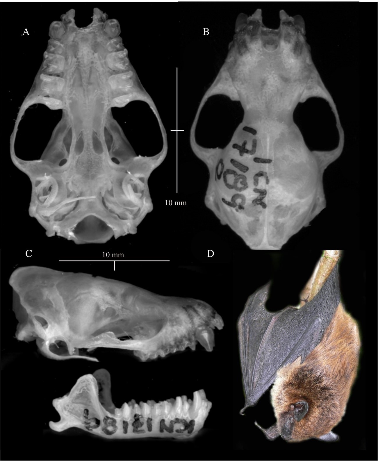 Detalles-del-cráneo-y-la-morfología-exterior-Eptesicus-miradorensis-Foto-archivo-particular-del-estudio