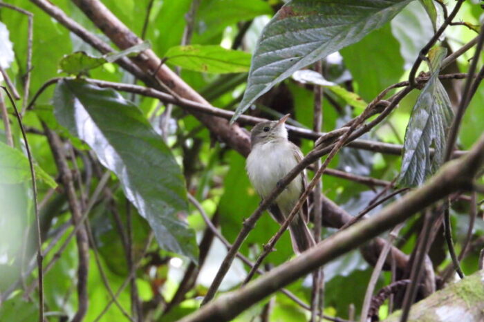 Aves migratorias, las incansables viajeras de los cielos