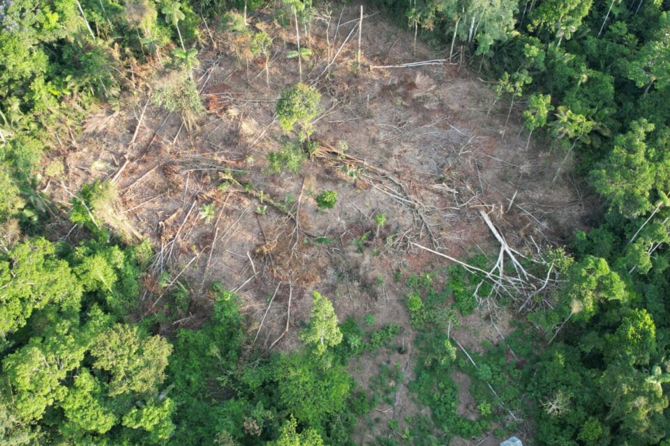 Las selvas de Sharamentsa, provincia de Pastaza, en la Amazonia ecuatoriana, han sido afectadas por la tala de balso para sostener la demanda internacional. Foto Wajai Moisés Peas Senkuan.