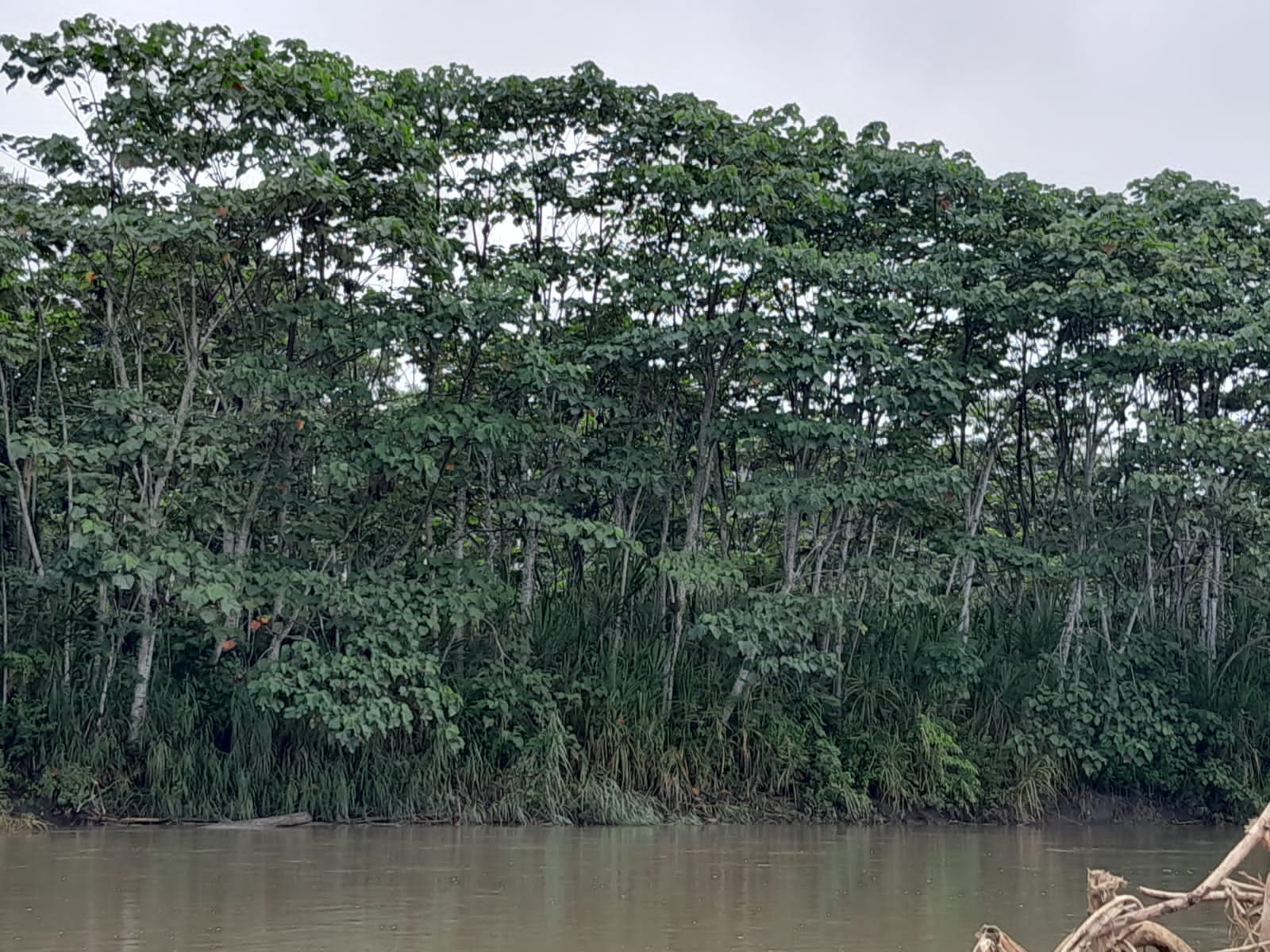 Árbol de balsa en las orillas del río Pastaza en la Amazonia ecuatoriana. Imagen: Wajai Moisés Peas Senkuan. 