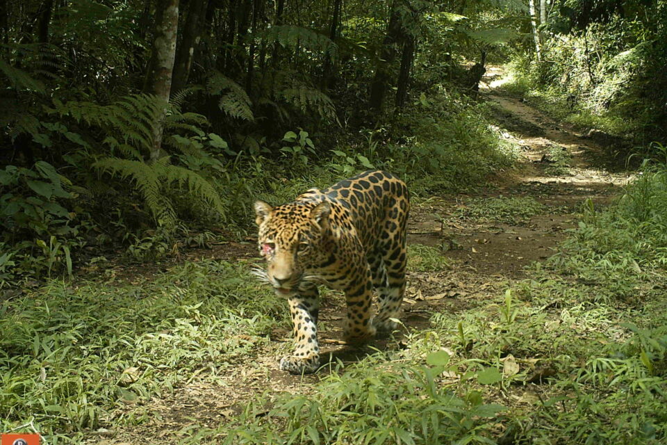 Jaguar captado en cámara trampa en Colombia. Foto: Cortesía ProCAT.