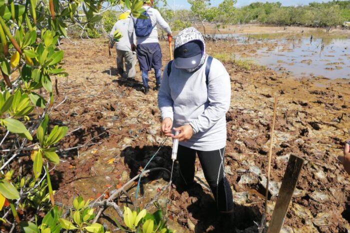 En Isla Arena, México, comunidad trabaja para recuperar sus manglares