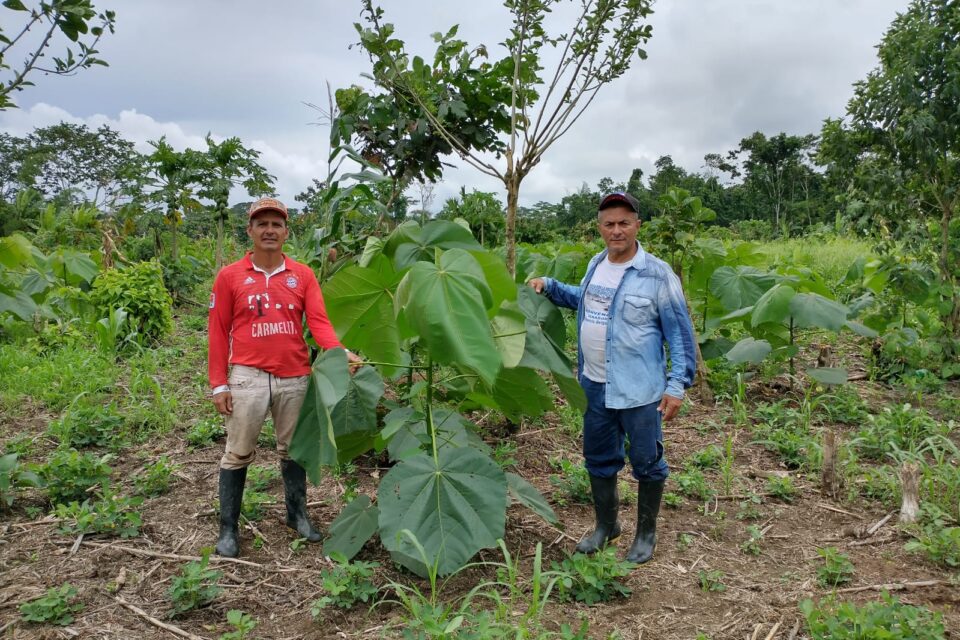 Maximino Morales (izquierda) y Alexander Hernández, ingeniero forestal, es uno de los pioneros del cultivo de balso en el Putumayo, como alternativa a la coca. Imagen: Archivo privado