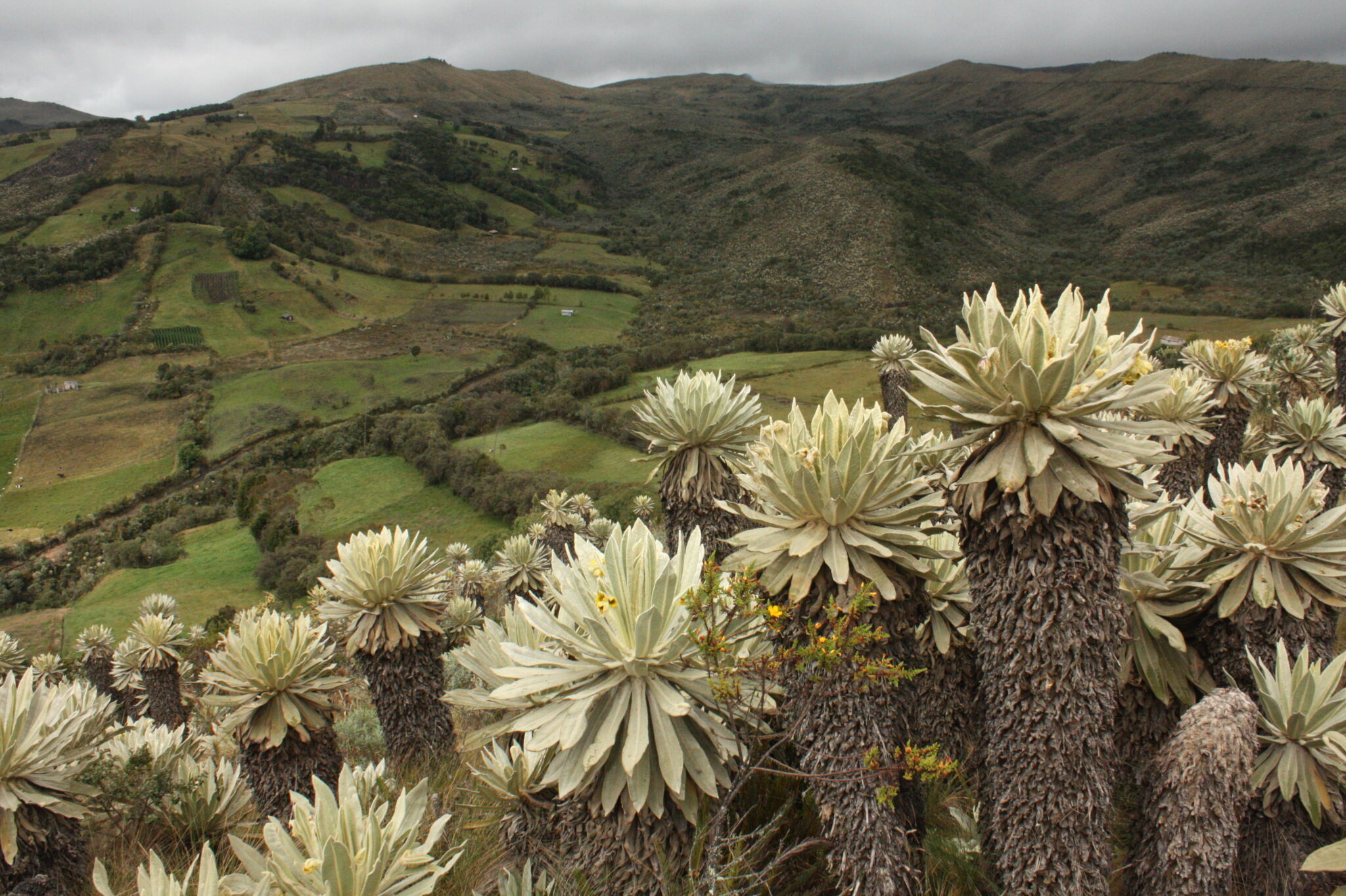 En el resguardo de Cumbal confluyen ecosistemas sensibles como páramos —con sus características plantas llamadas frailejones— y bosques altoandinos con tierras destinadas a la ganadería lechera. Foto: Andrés Bermúdez Liévano.