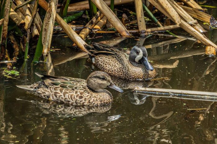 Humedales de Bogotá