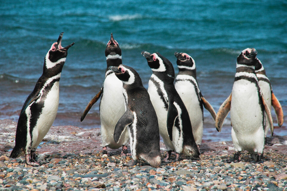 Pingüinos de Magallanes (Spheniscus magellanicus), en Argentina. Foto: cortesía Grupo de Aves Marinas de la Universidad Nacional de la Patagonia Austral