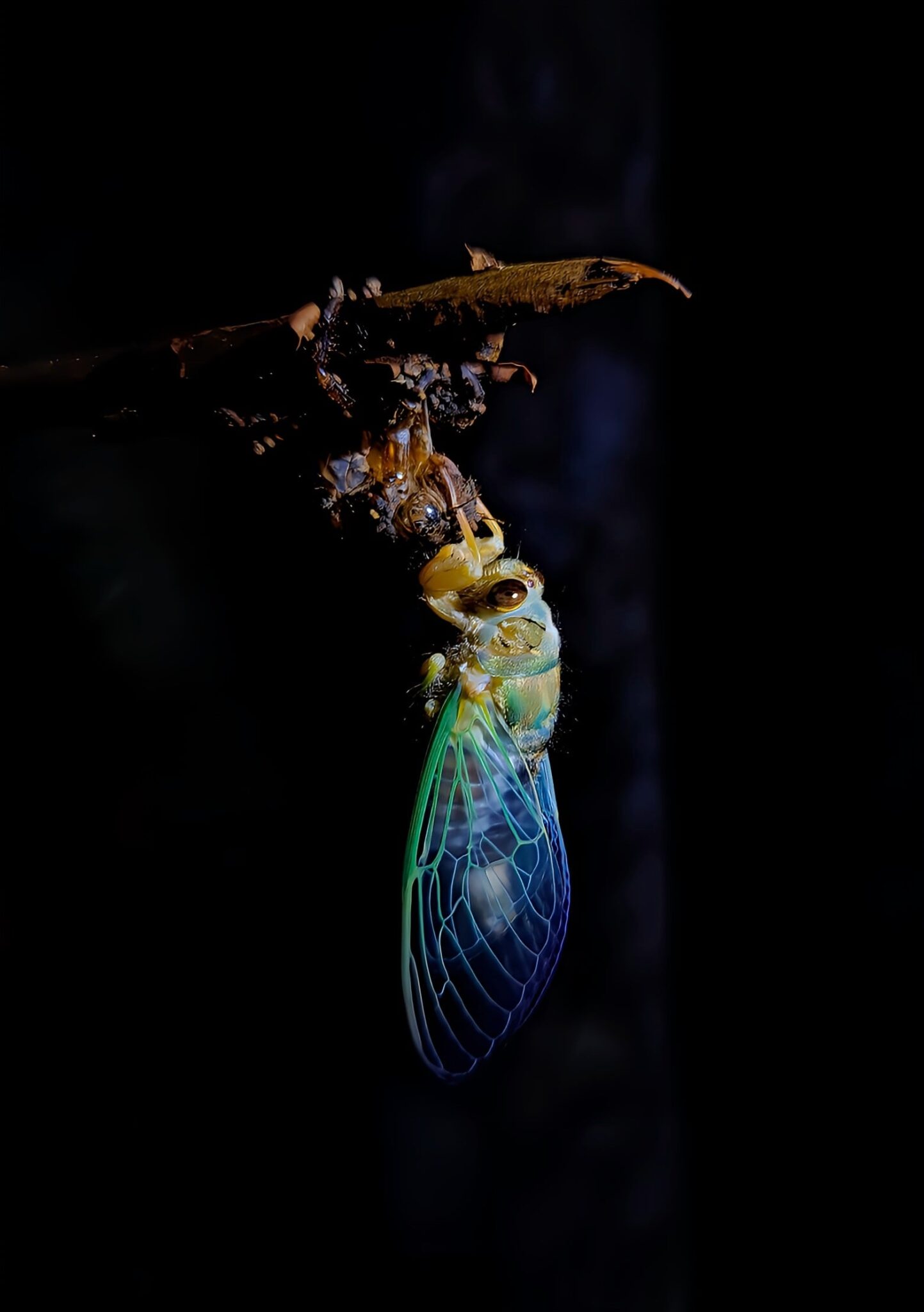 Ganadora en fauna. Corporación Antawara Serranía de Minas de La Argentina. Mensaje: En el silencio del bosque cuelga la promesa de la vida, no habla, pero se transforma a cada segundo en un gesto de renacimiento, suspendida entre lo que fue y lo que será su cuerpo, nos recuerda que todo lo vivo merece tiempo espacio y respeto porque incluso en lo más pequeño e inmóvil late el poder inmenso de la naturaleza en su forma más pura.